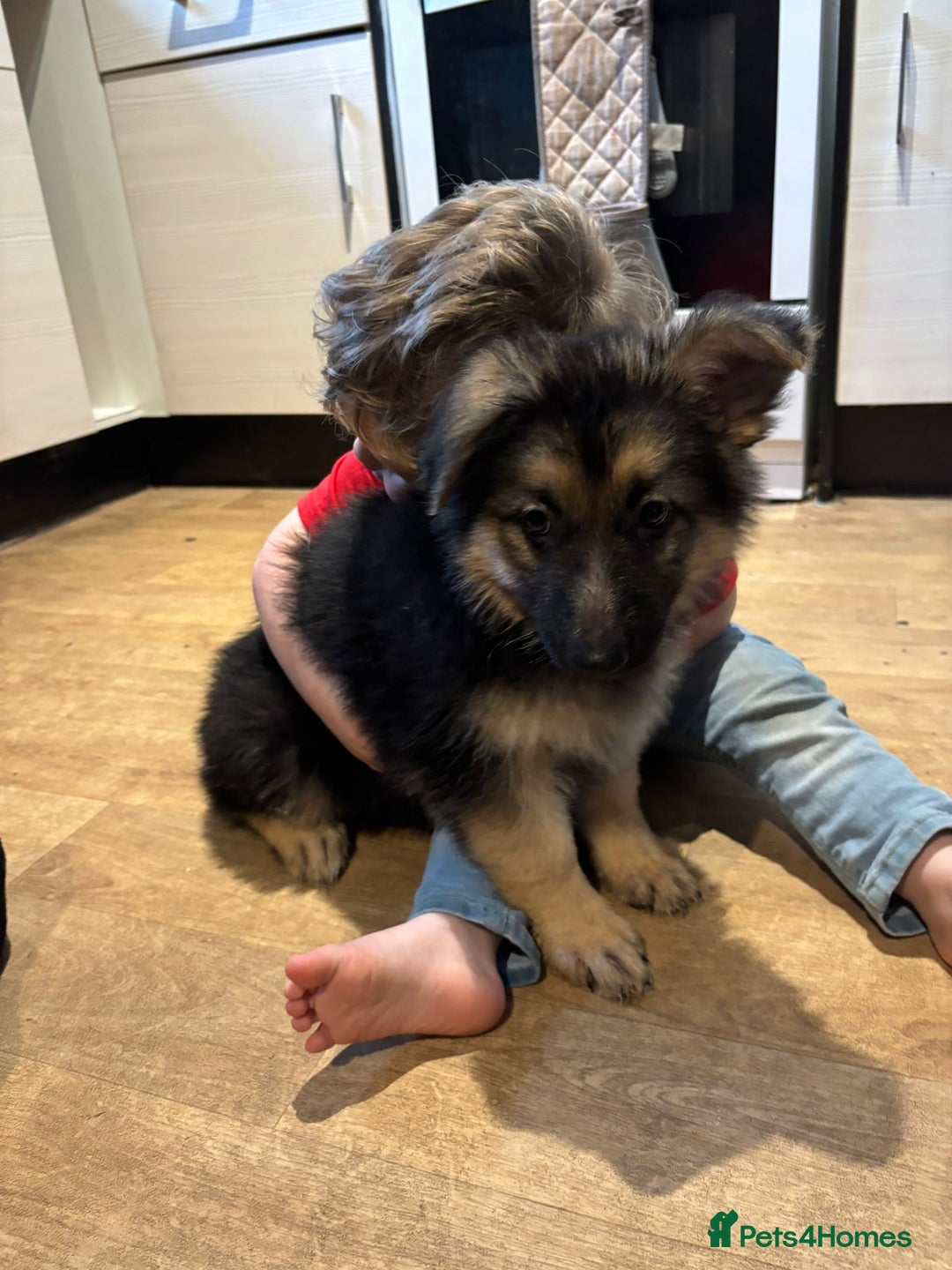 German Shepherd dogs for sale: 1 long hair female available  - Advert 2