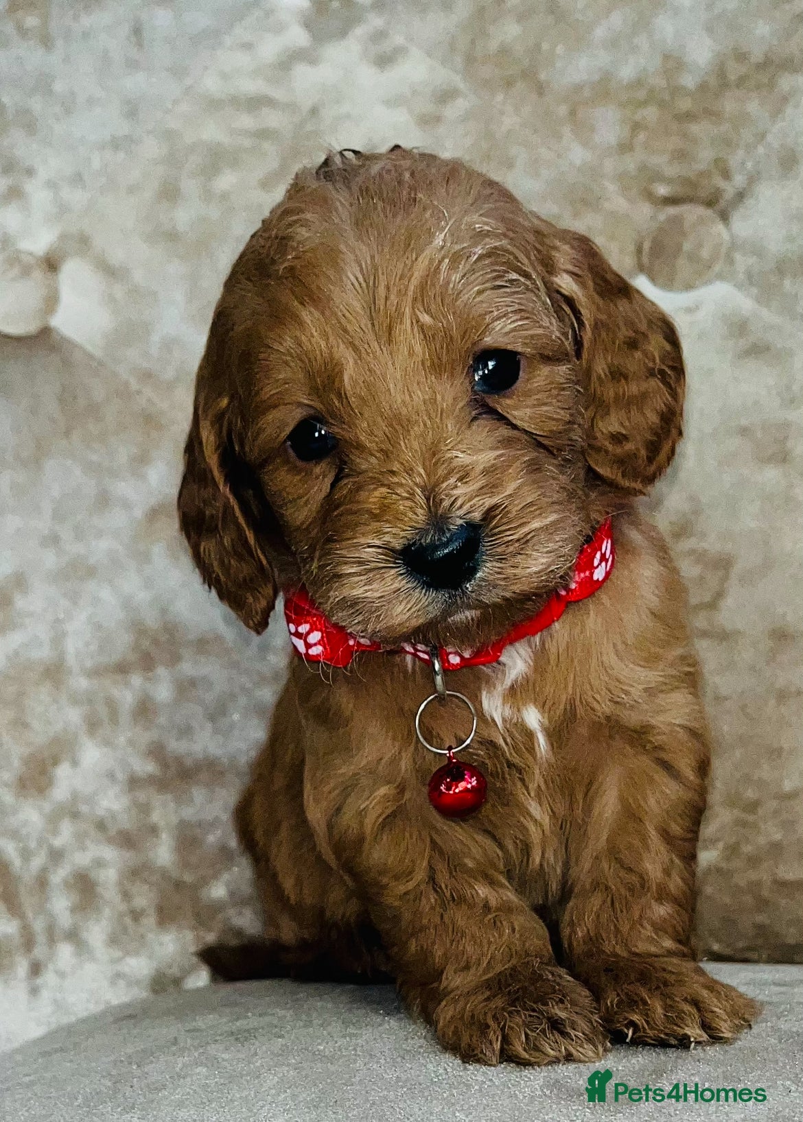 Cockapoo dogs Miniature red toy cockapoos - Advert 15