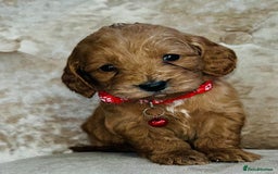 Cockapoo dogs for sale: Miniature red toy cockapoos - Advert 1