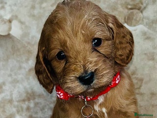 Cockapoo dogs Miniature red toy cockapoos - Advert 3