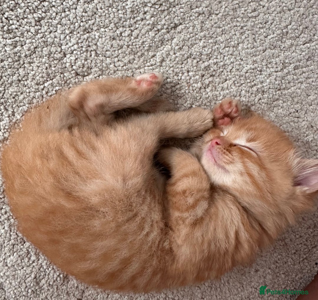 Ragdoll cats for sale: Ragdoll mix kittens (Only 1 Boy Left) - Image 5