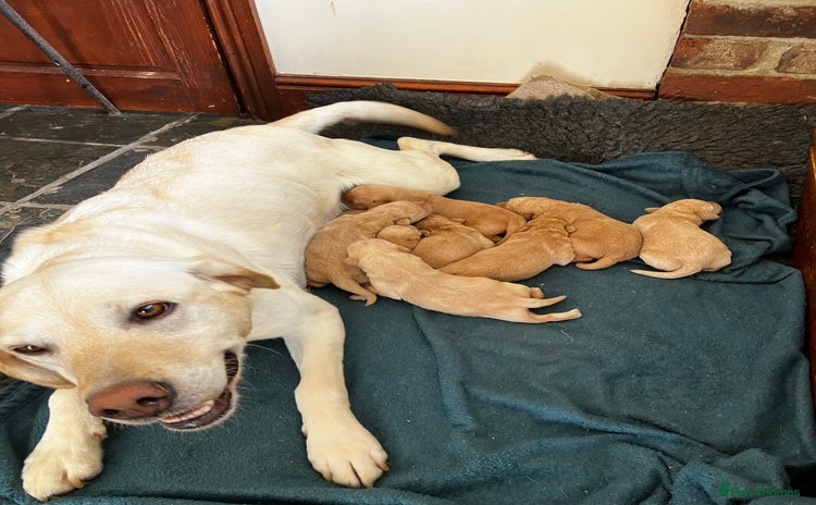 Labrador Retriever dogs - Advert 1