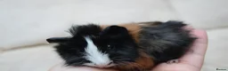 Guinea Pig rodents for sale: Baby Guinea pig's Boys - Advert 10