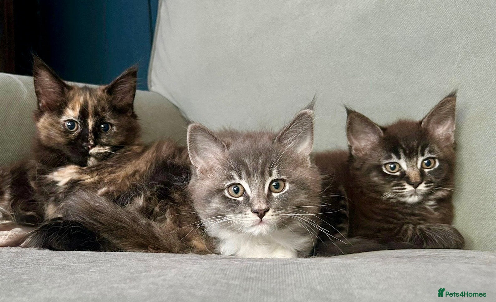 Maine Coon cats MaineCoon/Ragdoll X (pedigree registered parents) - Advert 5