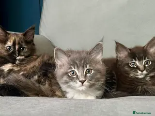 Maine Coon cats MaineCoon/Ragdoll X (pedigree registered parents) - Advert 5