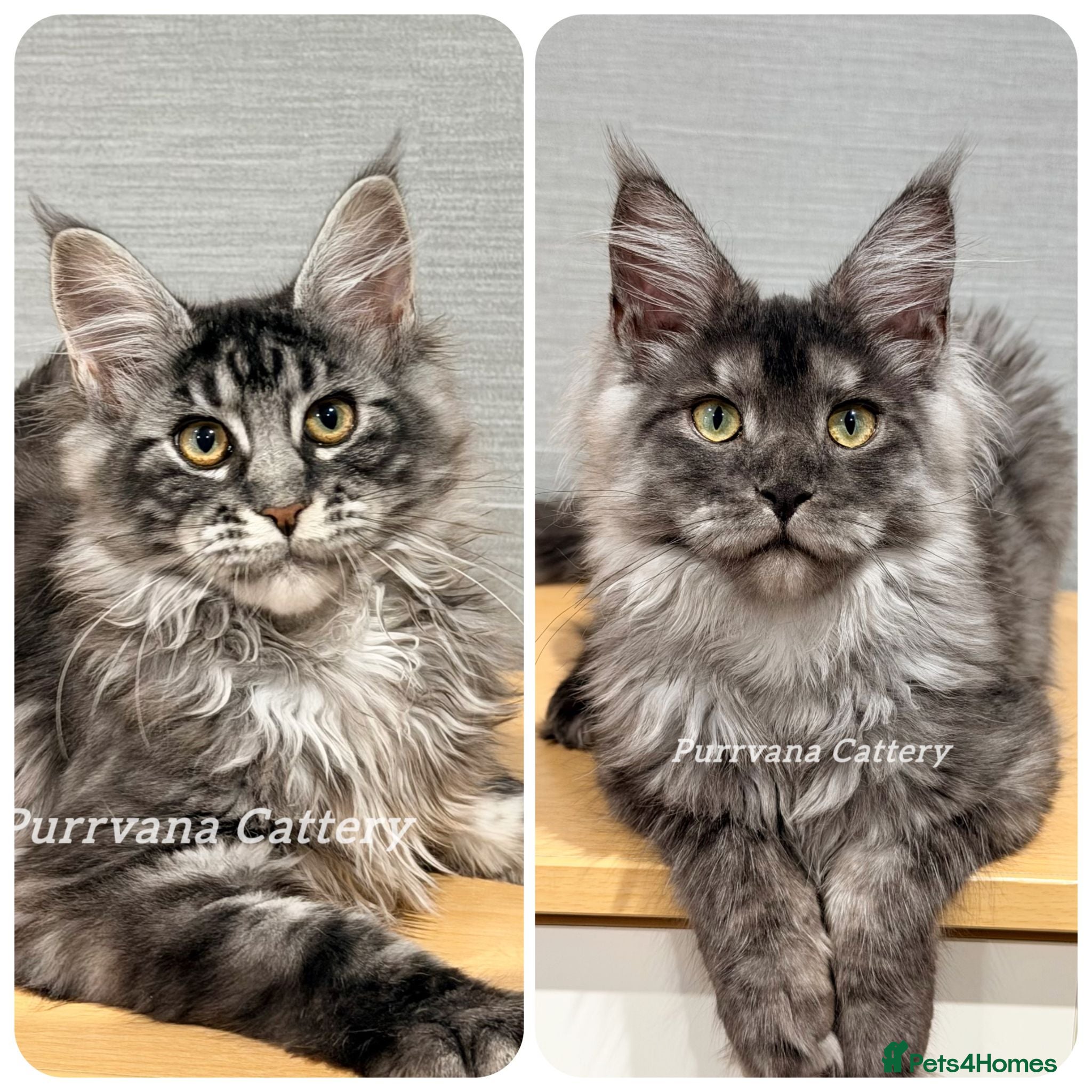 Maine Coon cats TICA registration Maine coon kittens Ready Now - Advert 1