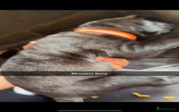 Cane Corso dogs for sale: Cane Corso first litter of puppies !! - Image 29
