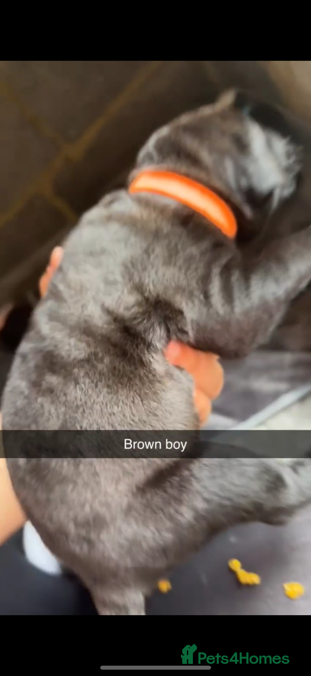 Cane Corso dogs for sale: Cane Corso first litter of puppies !! - Image 29