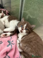 British Shorthair cats - Advert 9