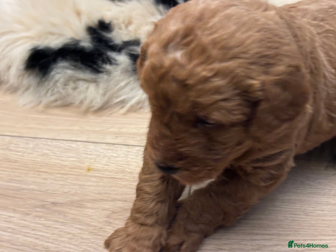 Labradoodle dogs for sale: Labradoodle  - Advert 4