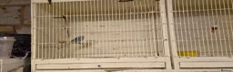 Budgerigars birds for sale: 3 Budgies & Lovebird Pair for Sale – 1 Year Old  - Advert 10