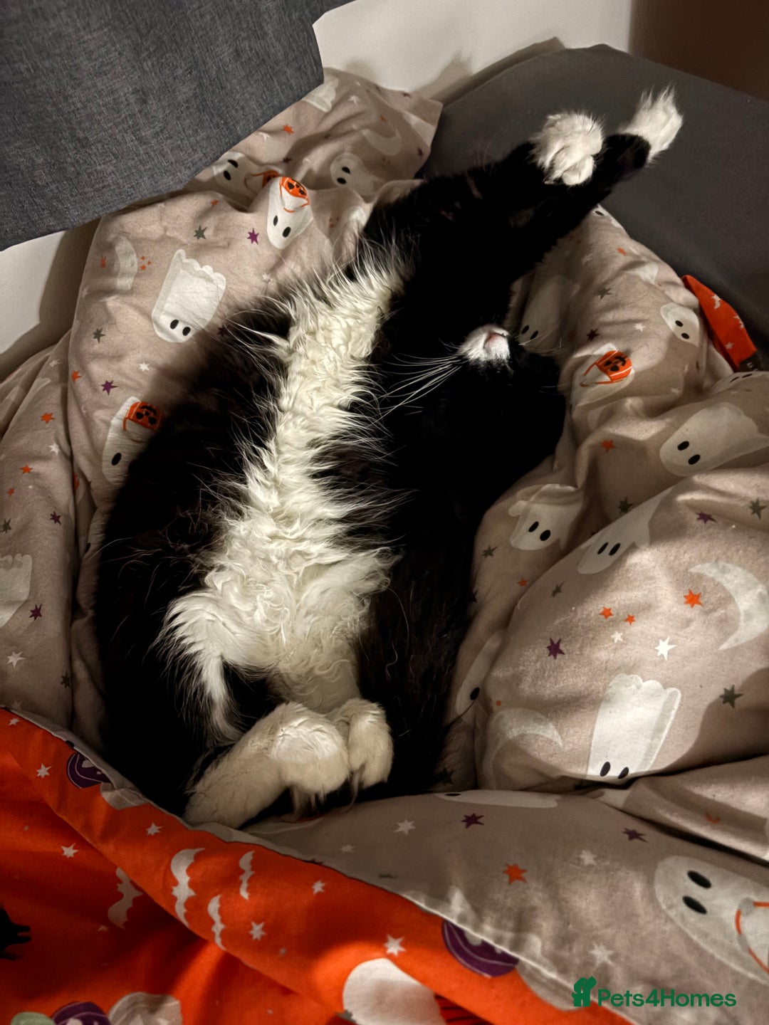 Domestic Shorthair cats for sale: One year old boy  - Advert 6