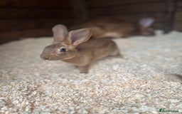 Belgian Hares rabbits for sale: Belgian Hares - Cheshire  - Image 7