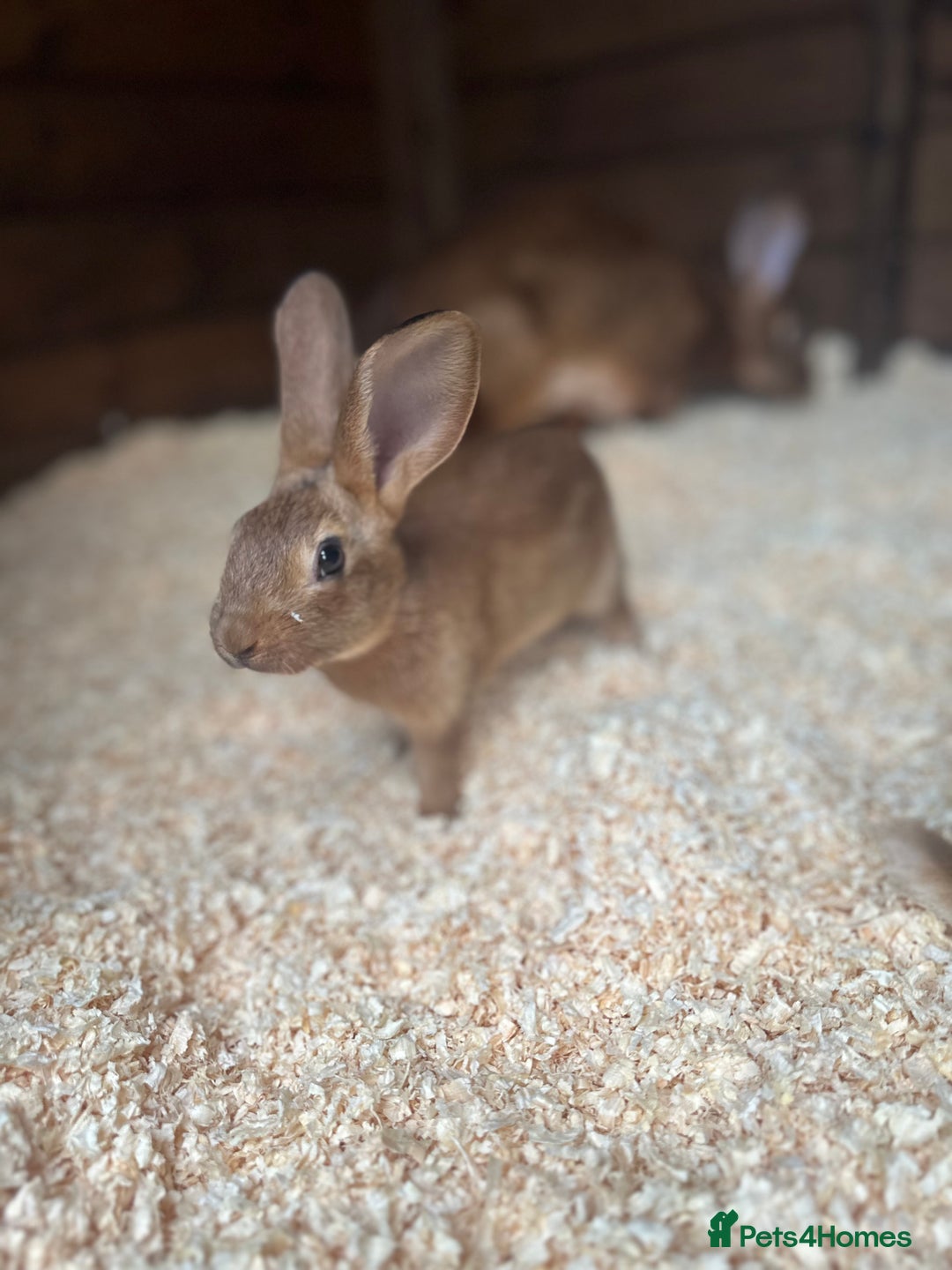 Belgian Hares rabbits for sale: Belgian Hares - Cheshire  - Image 7
