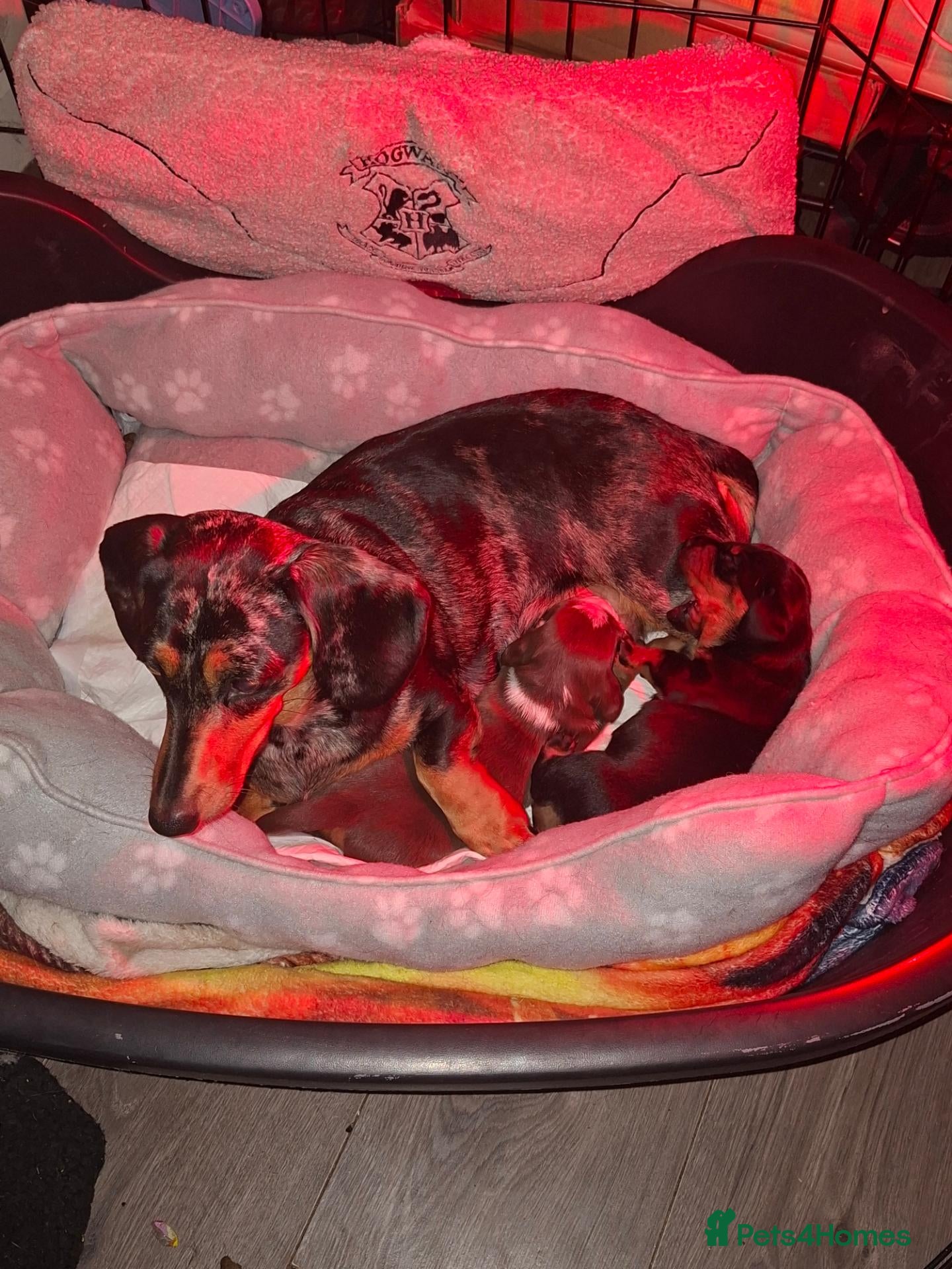 Dachshund dogs Dachshund  - Advert 2