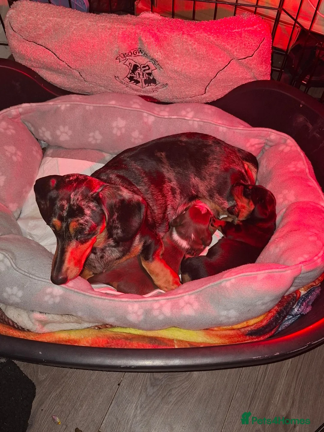 Dachshund dogs for sale: Dachshund  - Advert 1