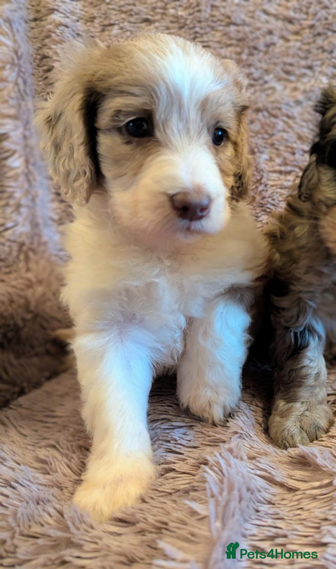 Cockapoo dogs for sale: Beautiful F1b cockapoo puppies - Advert 18