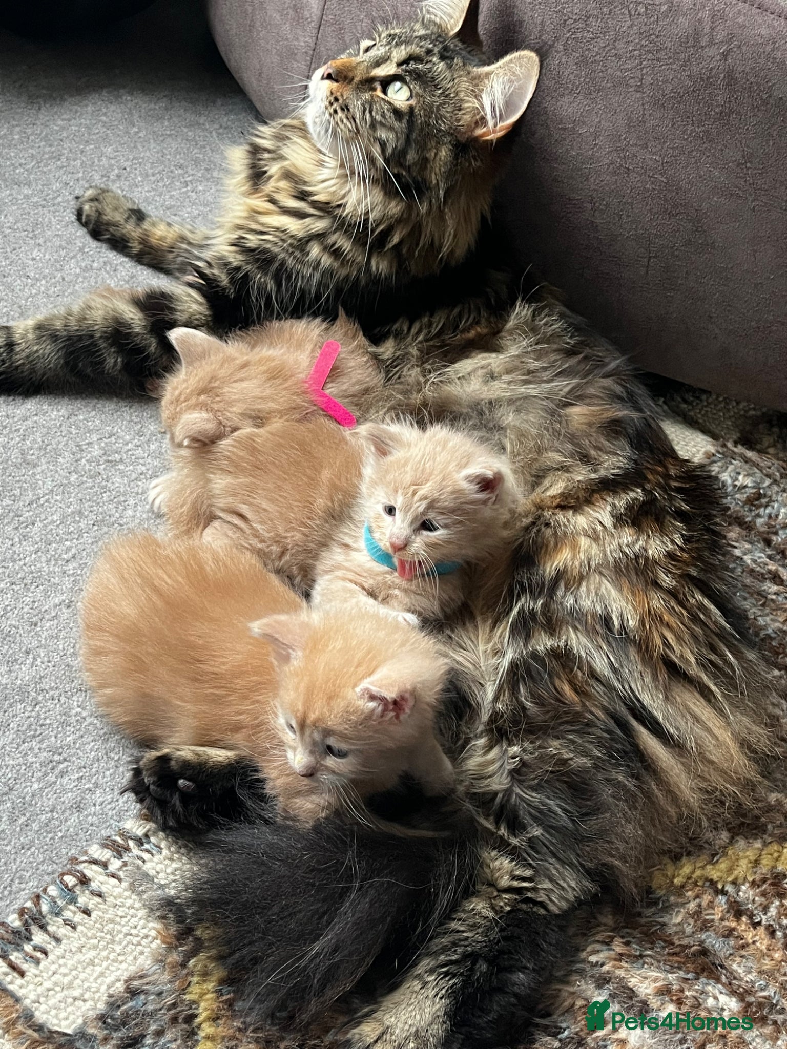 Maine Coon cats Stunning male Maine Coon kittens  - Advert 1