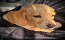 Miniature Dachshund dogs for sale: Miniature dachshund puppies  - Advert 12