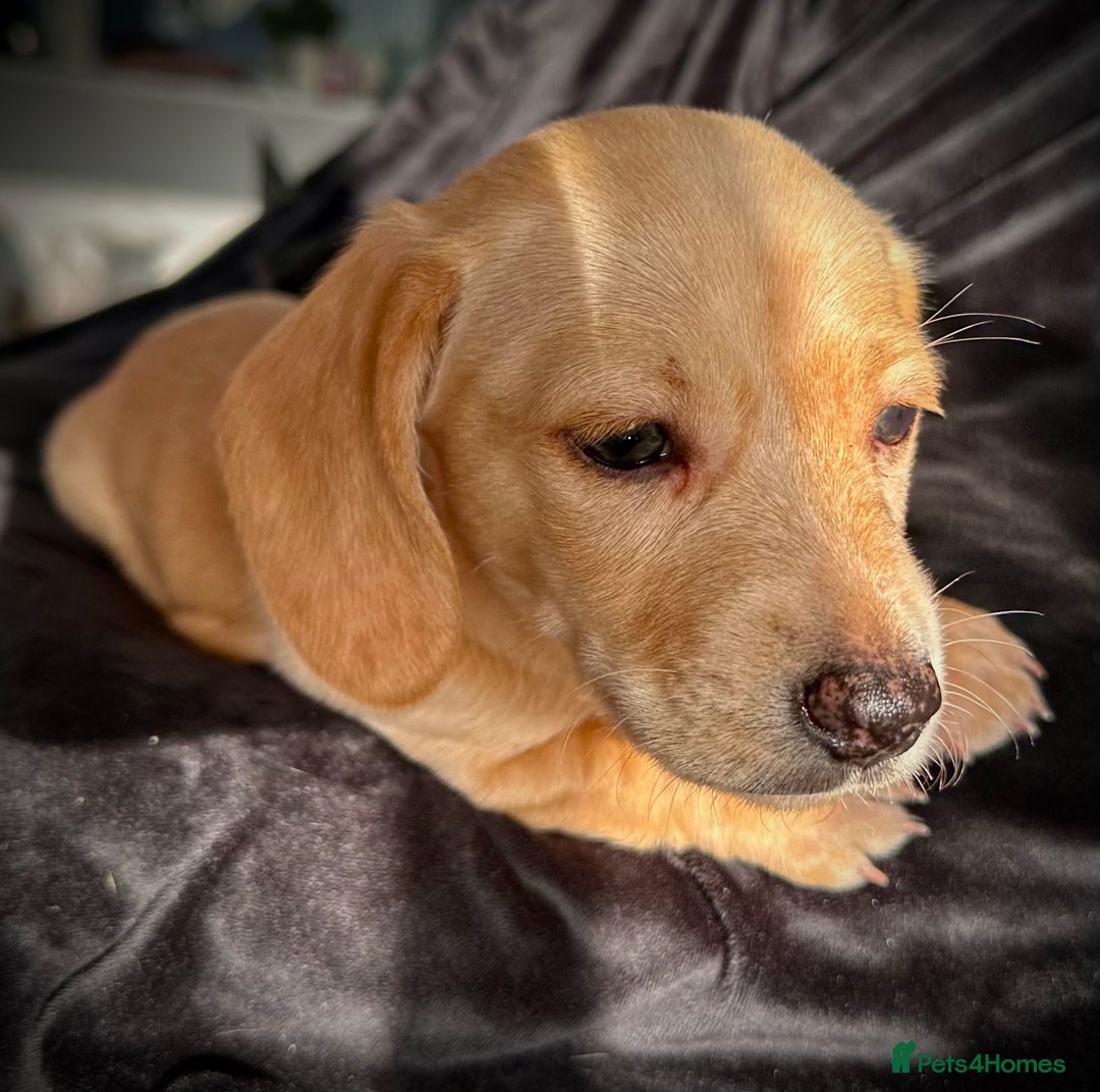 Miniature Dachshund dogs for sale: Miniature dachshund puppies  - Advert 12