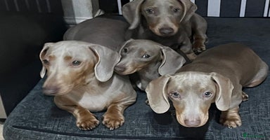 Dachshund dogs 🏡🐾 Isabella Dachshund Puppies - Ready Now 🐾🏡 - Advert 12