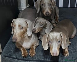 Dachshund dogs 🏡🐾 Isabella Dachshund Puppies - Ready Now 🐾🏡 - Advert 3