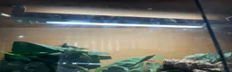 Mixed Breed reptiles for sale: 2 geckos 3 snakes  - Advert 6