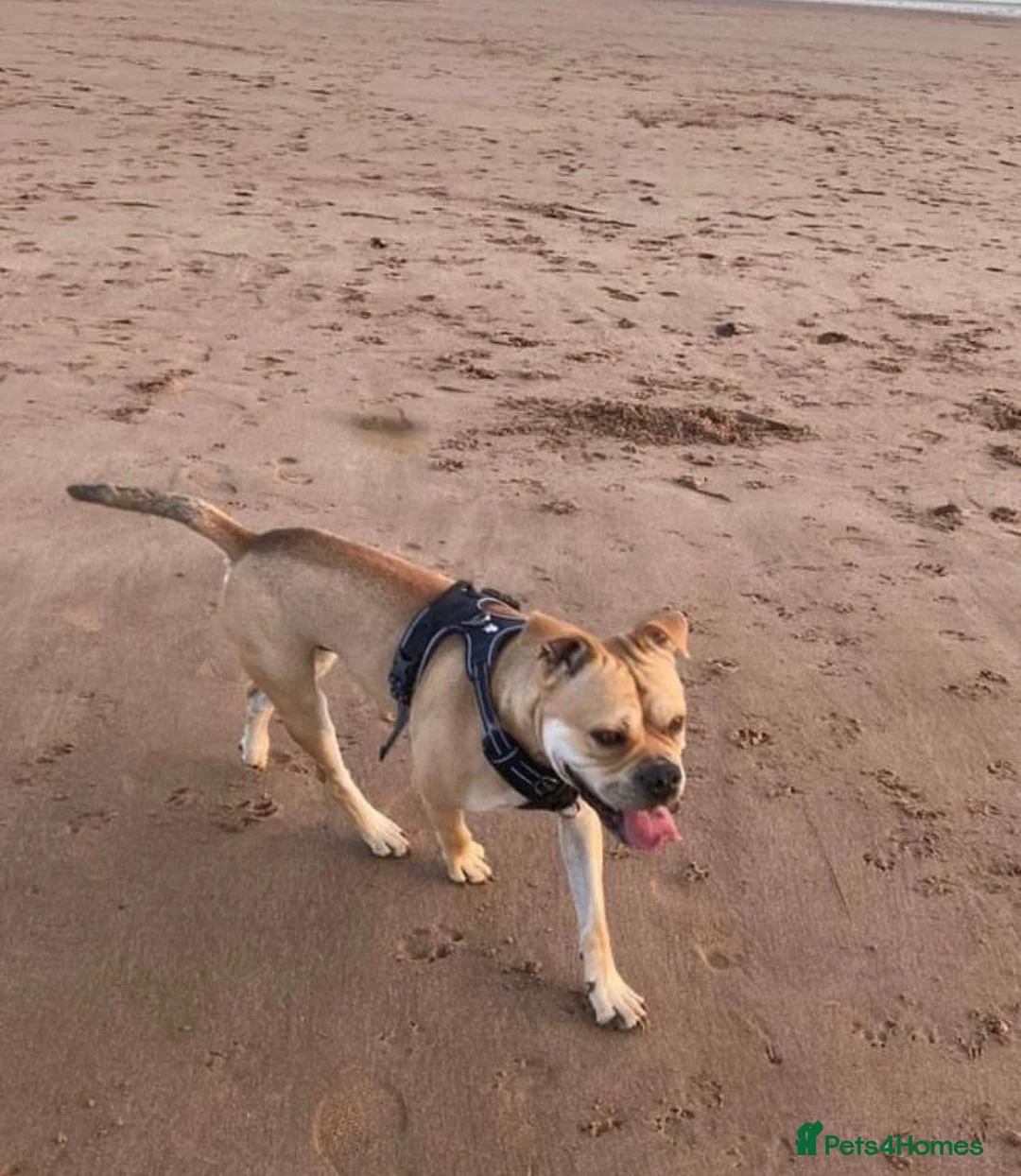 Mixed Breed dogs for sale: Hank – 7-Year-Old Un-Neutered Bulldog x Shar Pei - Advert 6