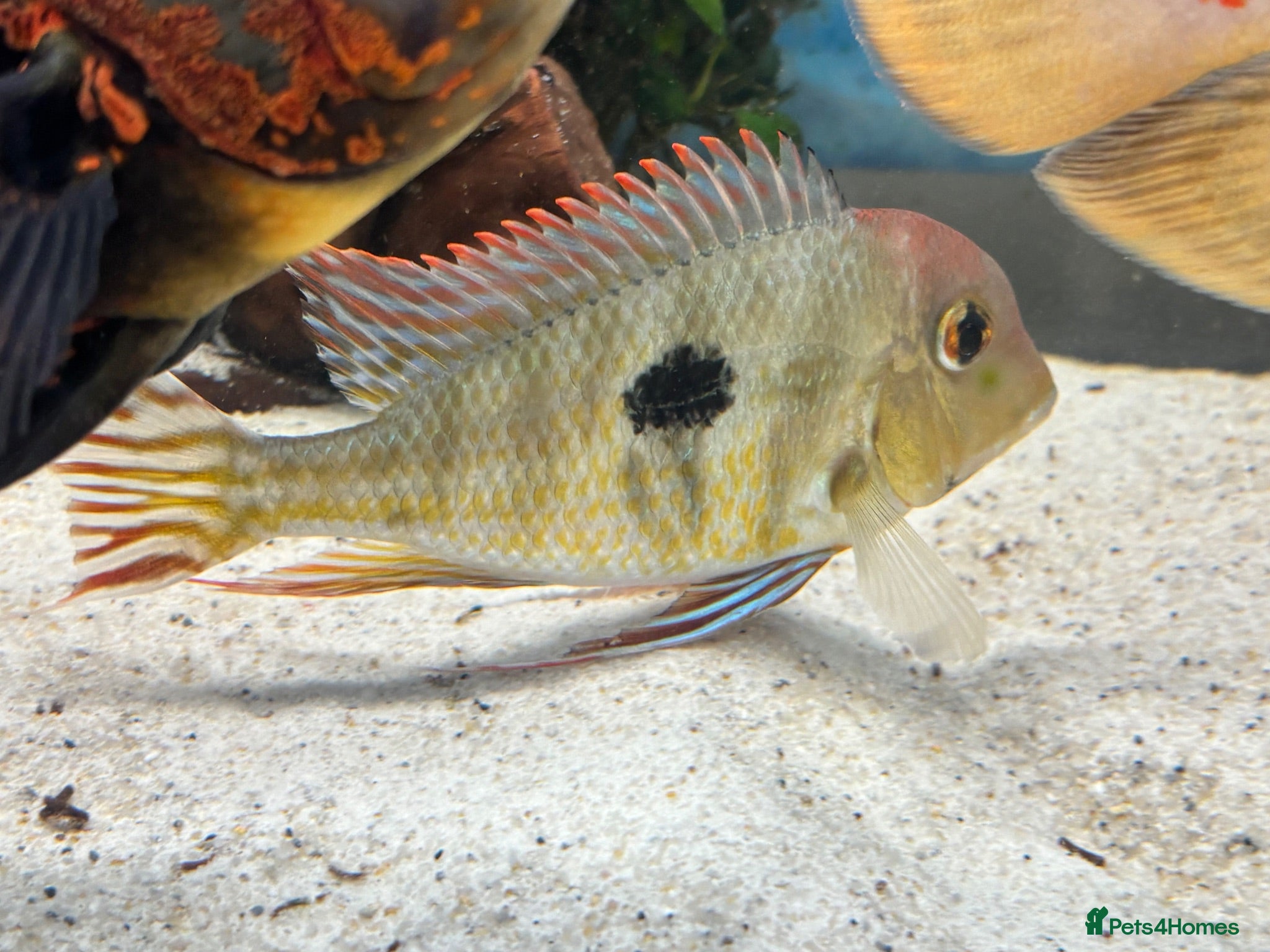 Cichlids fish I yr old geo tapio and 1 rusty pleco - Advert 13