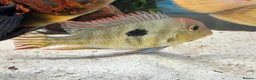 Cichlids fish for sale: I yr old geo tapio and 1 rusty pleco - Advert 1