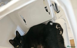 Mixed Breed cats for sale: Black & white kittens - Image 5