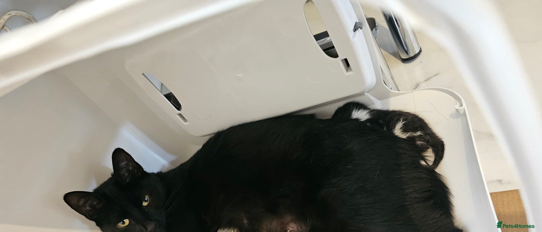 Mixed Breed cats for sale: Black & white kittens - Image 5