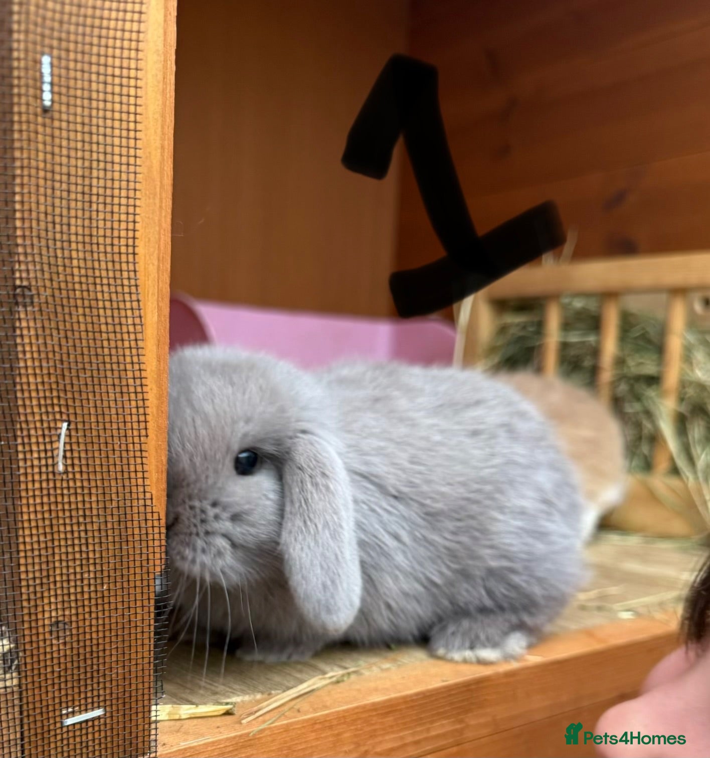 Mini Lop rabbits 2 Baby Lilac Does Left 🩶 Ready 11th July  - Advert 24