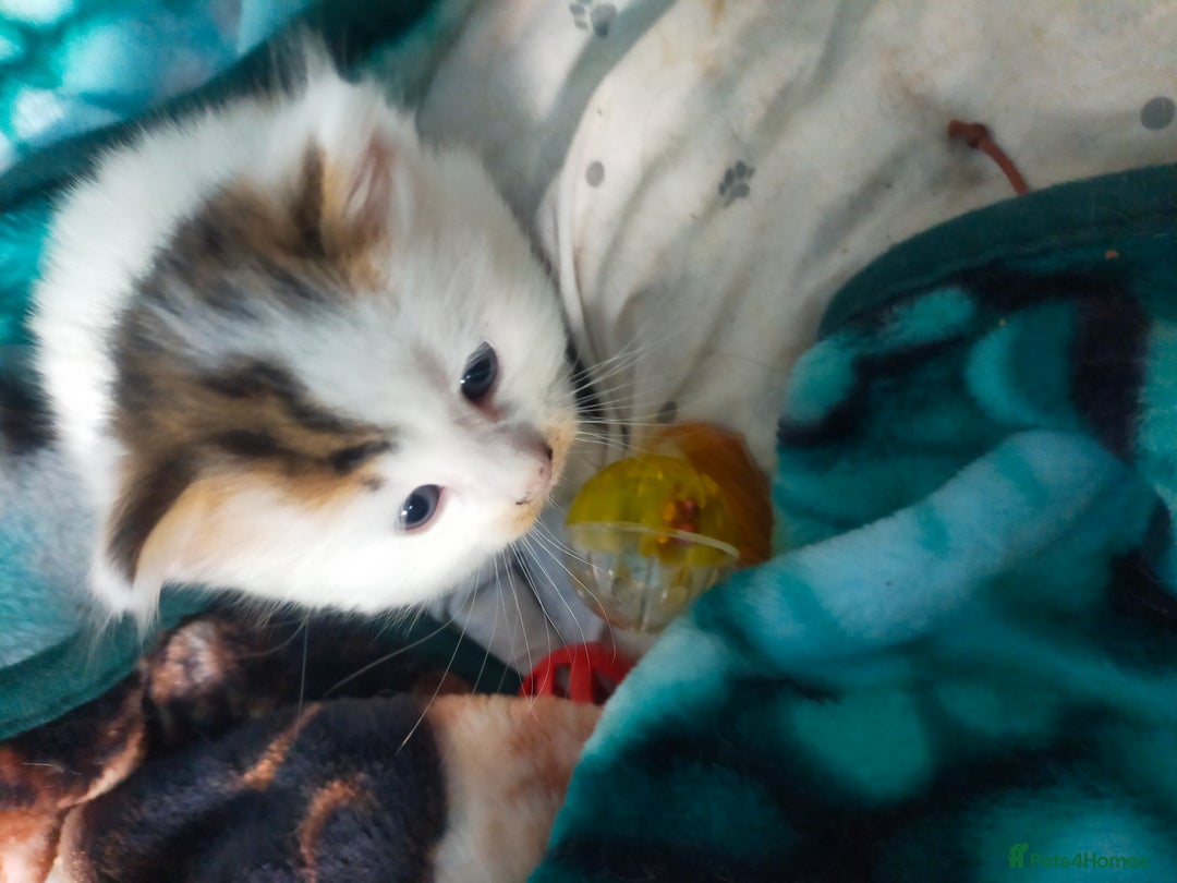 Mixed Breed cats for sale: Four lovely fluffy kittens  - Image 26
