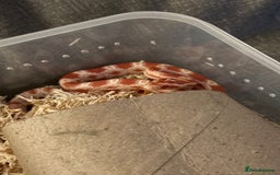 Corn Snake reptiles for sale: Only have 10 beautiful amel Cornsnakes left - Image 1