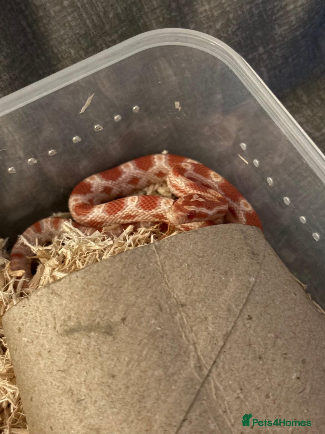 Corn Snake reptiles for sale: Only have 10 beautiful amel Cornsnakes left - Image 1