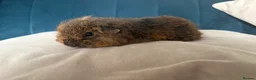 Guinea Pig rodents for sale: Male Texel Guinea Pigs for sale - Advert 1