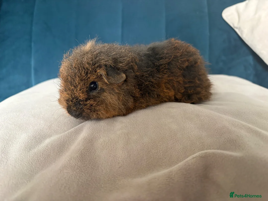 Guinea Pig rodents for sale: Male Texel Guinea Pigs for sale - Advert 1