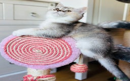 Scottish Fold cats for sale: Scottish fold kitten - Image 6