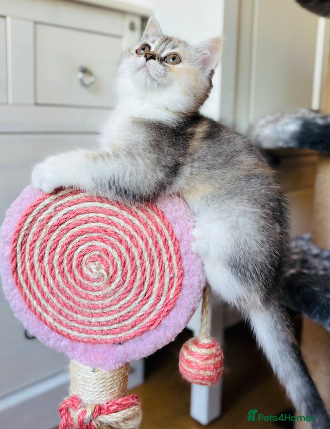 Scottish Fold cats for sale: Scottish fold kitten - Image 6