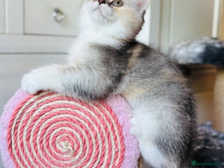 Scottish Fold cats Scottish fold kitten - Advert 13