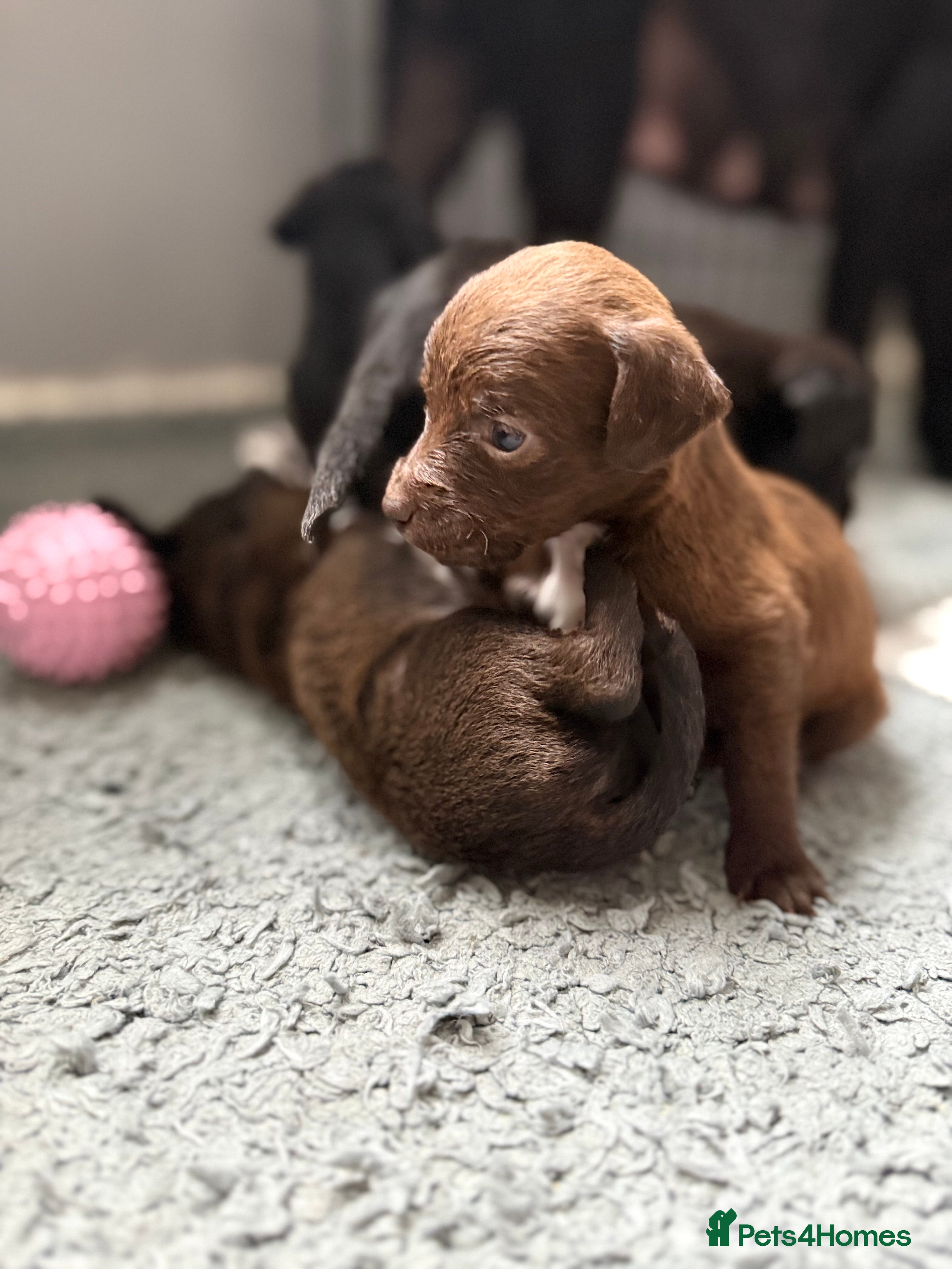 Mixed Breed dogs Patterdale x Lurcher puppies  - Advert 18