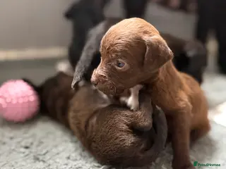 Mixed Breed dogs Patterdale x Lurcher puppies - Advert 19