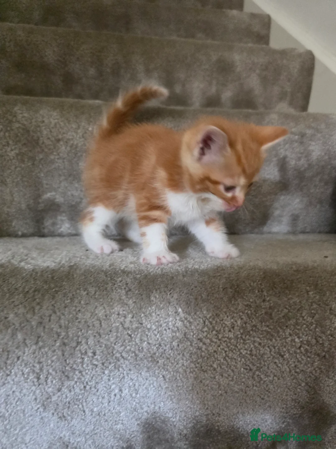 Siberian cats for sale: Hypoallergenic siberian shorthair kittens - Advert 2