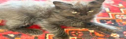 British Longhair cats for sale: Gorgeous British Long Hair X Ragdoll kittens  - Advert 9