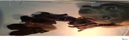 Staffordshire Bull Terrier dogs for sale: Classic Staffordshire Bull Terrier Puppies  - Advert 10
