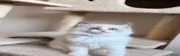 Ragdoll cats for sale: Fluffy Ragdoll Kittens🐾 in Peterborough - Advert 9
