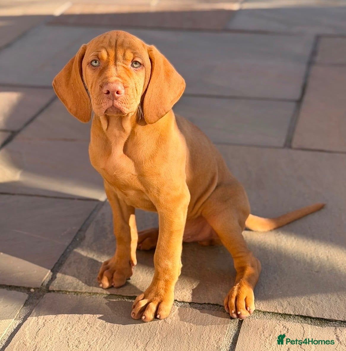 Hungarian Vizsla dogs Gunfield duel purpose - Exceptional Show & Working - Advert 1
