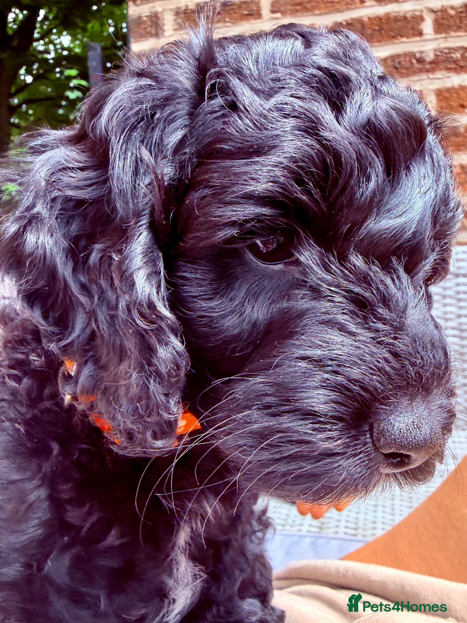Cockapoo dogs F2B Cockapoo puppies Health-tested Pedigree lines  - Advert 4
