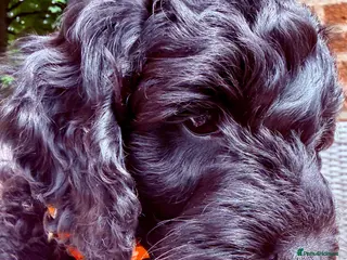 Cockapoo dogs F2B Cockapoo puppies Health-tested Pedigree lines - Advert 4